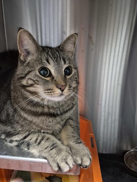 Henry, Adoptable, Adult Male Domestic Short Hair.