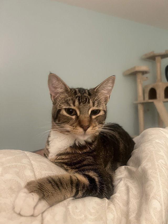 Enlarge Spencer, a Adoptable Domestic Short Hair in Tampa, FL image 1/3