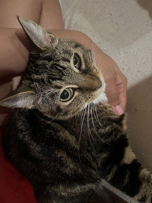 Spencer, Adoptable, Young Female Domestic Short Hair.