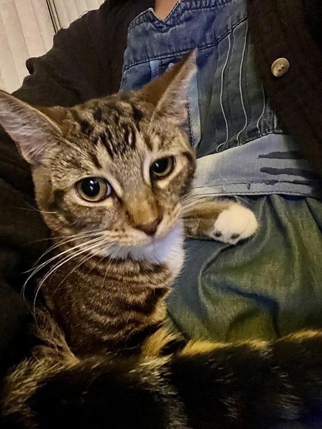 Enlarge Spencer, a Adoptable Domestic Short Hair in Tampa, FL image 2/2