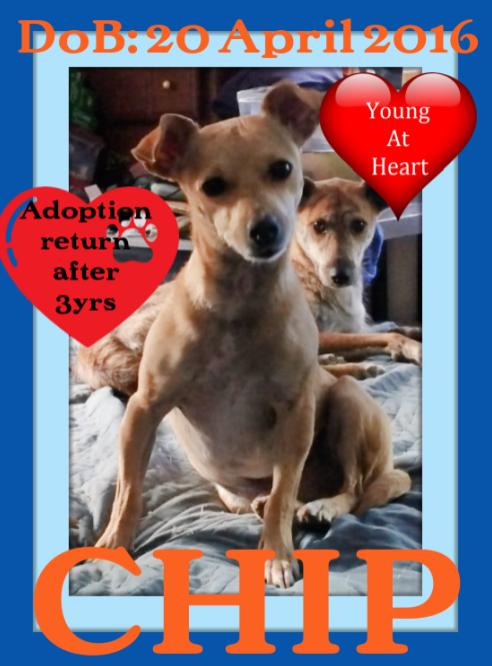 CHIP-L - EXPERIENCED FAMILY, Adopted, Young Male Chihuahua.