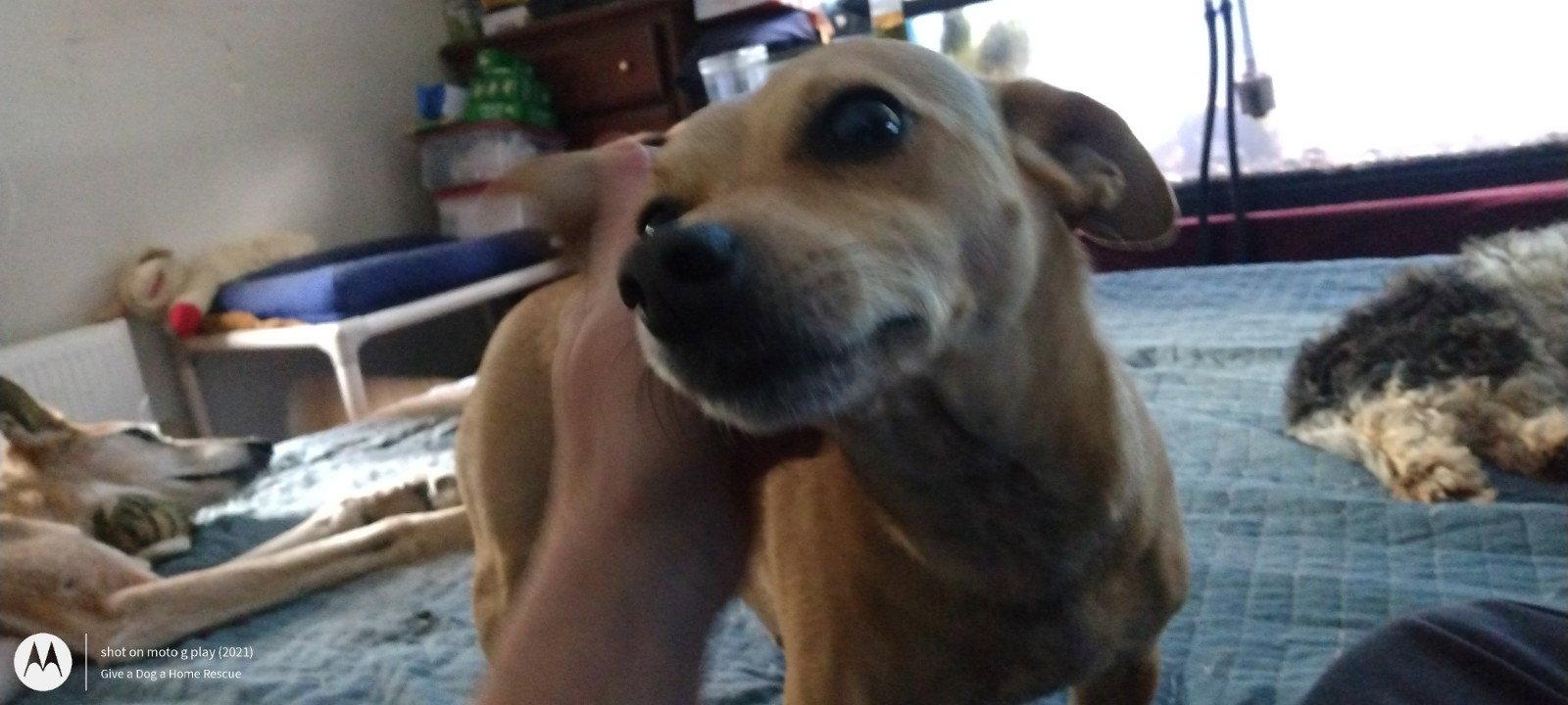 CHIP-L - EXPERIENCED FAMILY, a Adopted Chihuahua in Sebec, ME image 2/3