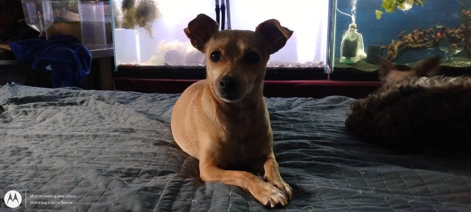 CHIP-L - EXPERIENCED FAMILY, a Adopted Chihuahua in Sebec, ME image 3/3