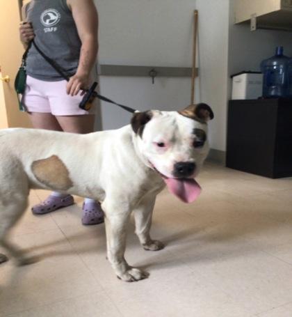 Brajia, Adoptable, Adult Male Pit Bull Terrier & Mixed Breed.