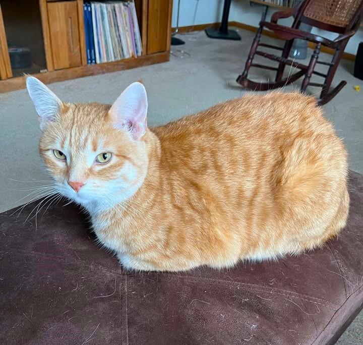 Enlarge ALDO ( Courtesy post ), a Adopted Domestic Short Hair in Duluth, MN image 1/5