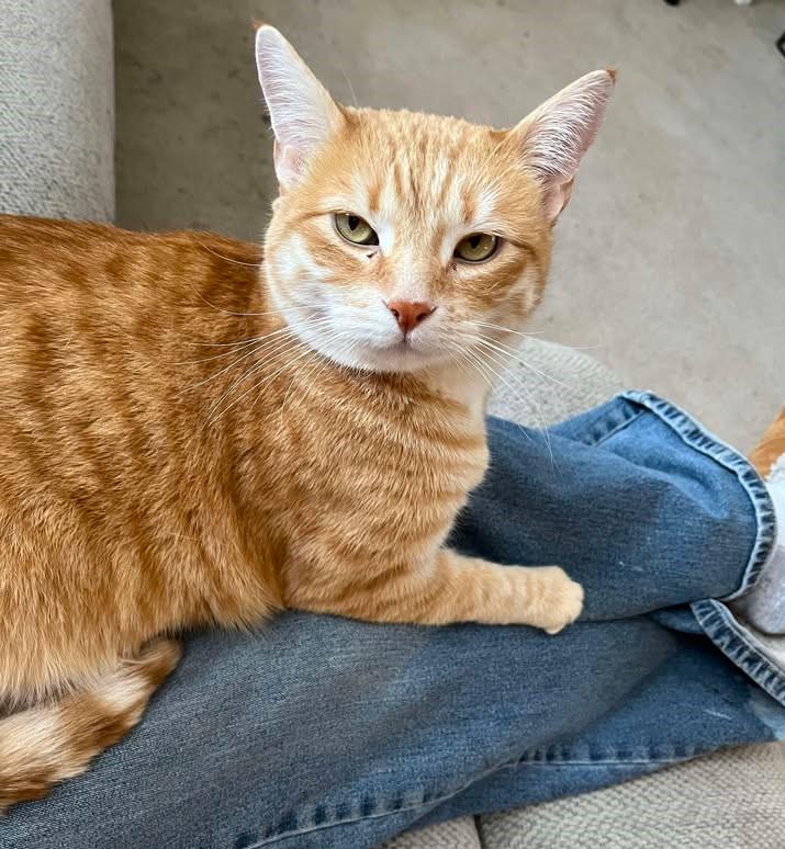 Enlarge ALDO ( Courtesy post ), a Adopted Domestic Short Hair in Duluth, MN image 2/5