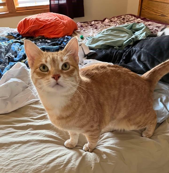 Enlarge ALDO ( Courtesy post ), a Adopted Domestic Short Hair in Duluth, MN image 3/5