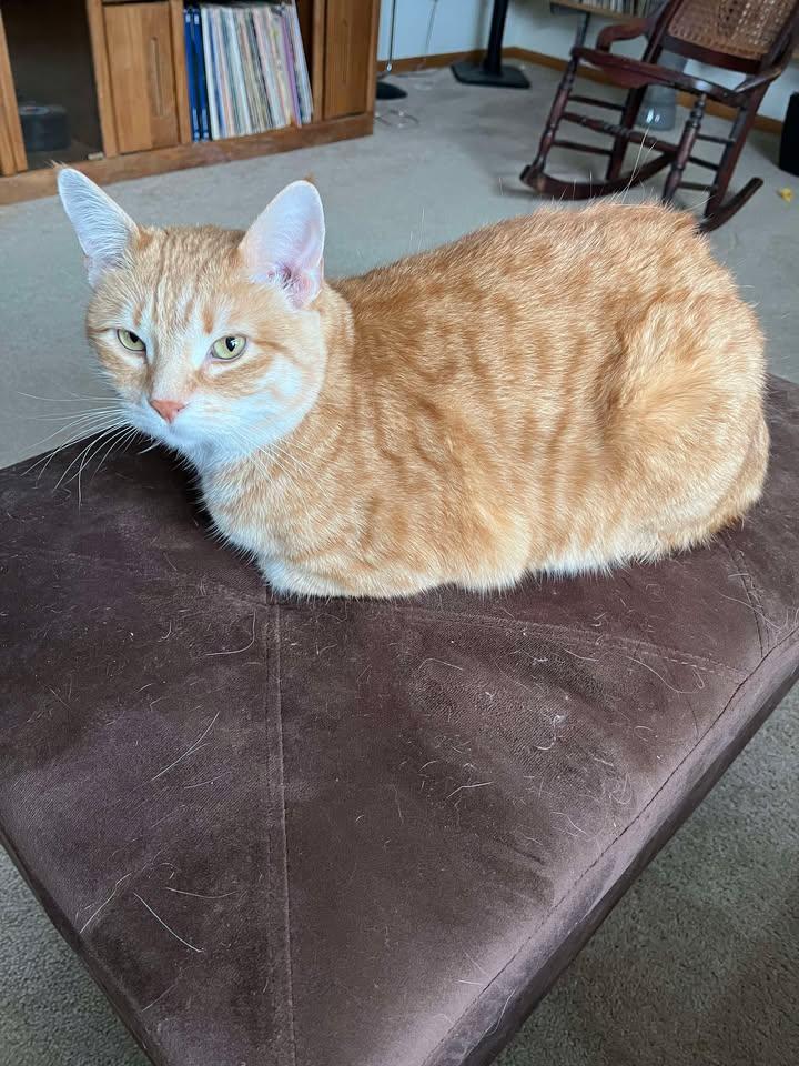 Enlarge ALDO ( Courtesy post ), a Adopted Domestic Short Hair in Duluth, MN image 4/5