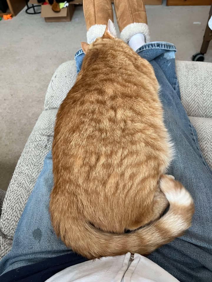 Enlarge ALDO ( Courtesy post ), a Adopted Domestic Short Hair in Duluth, MN image 5/5