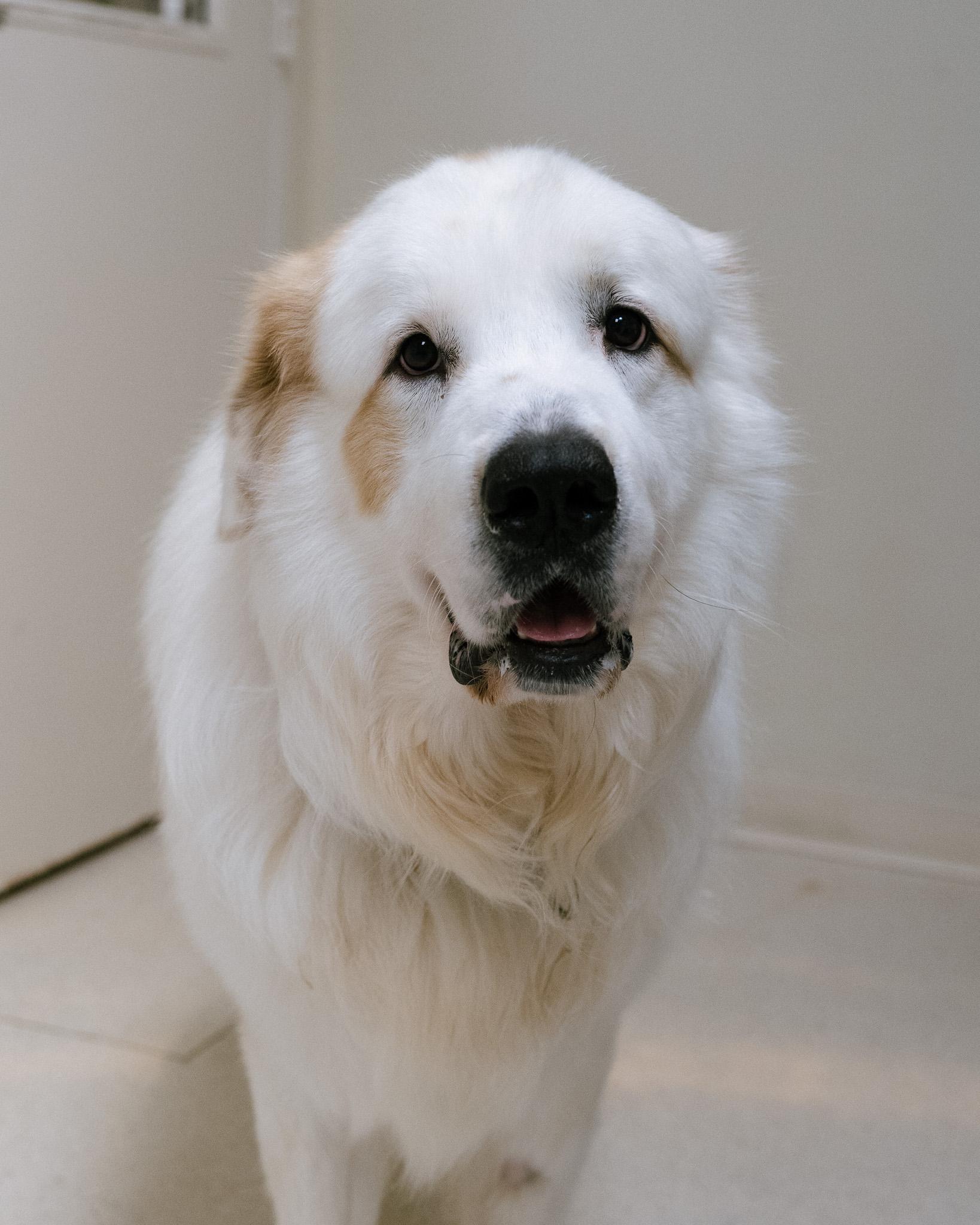 Enlarge Oberon, a Adoptable mixed breed in Cincinnati, OH image 1/4