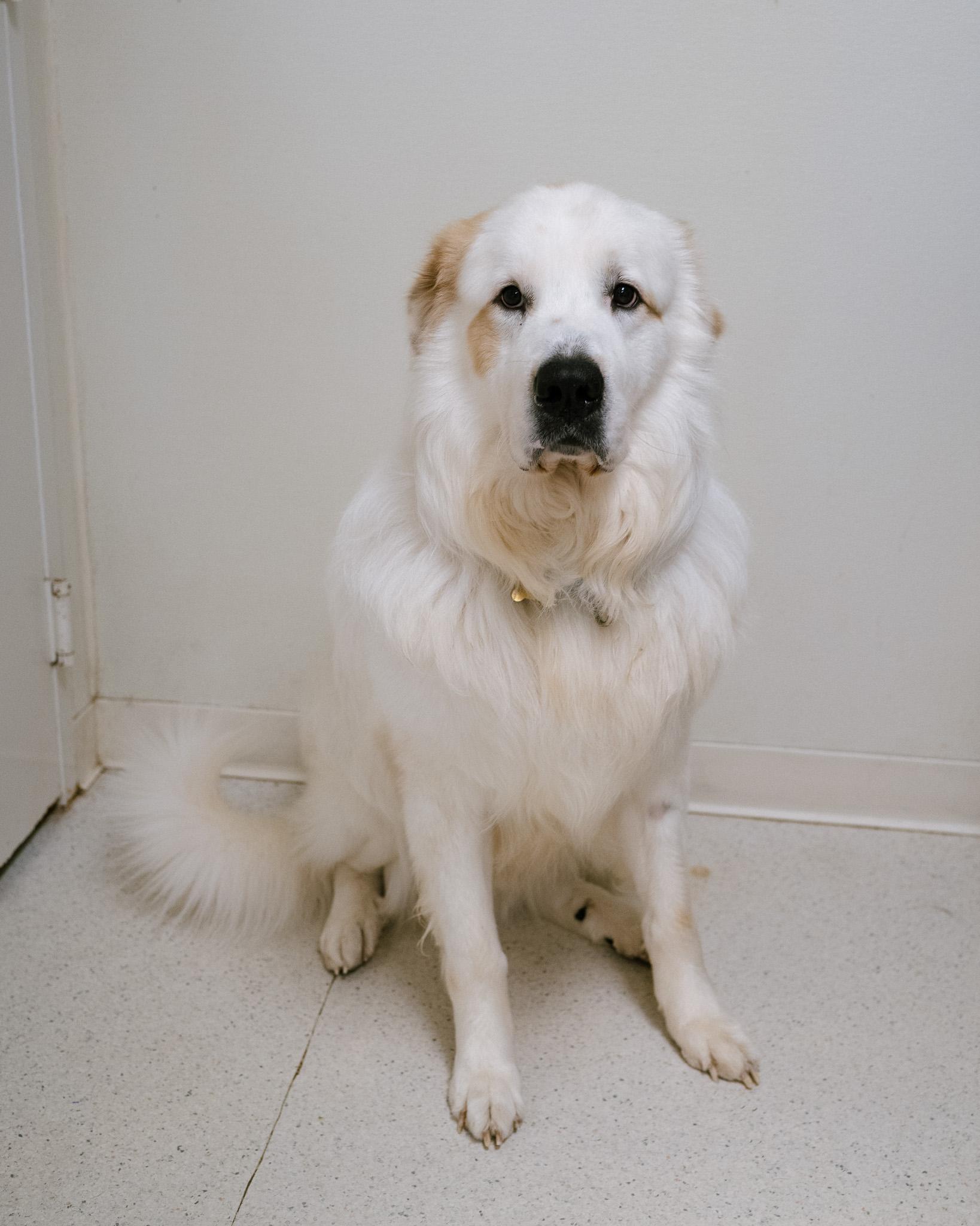 Enlarge Oberon, a Adoptable mixed breed in Cincinnati, OH image 2/4
