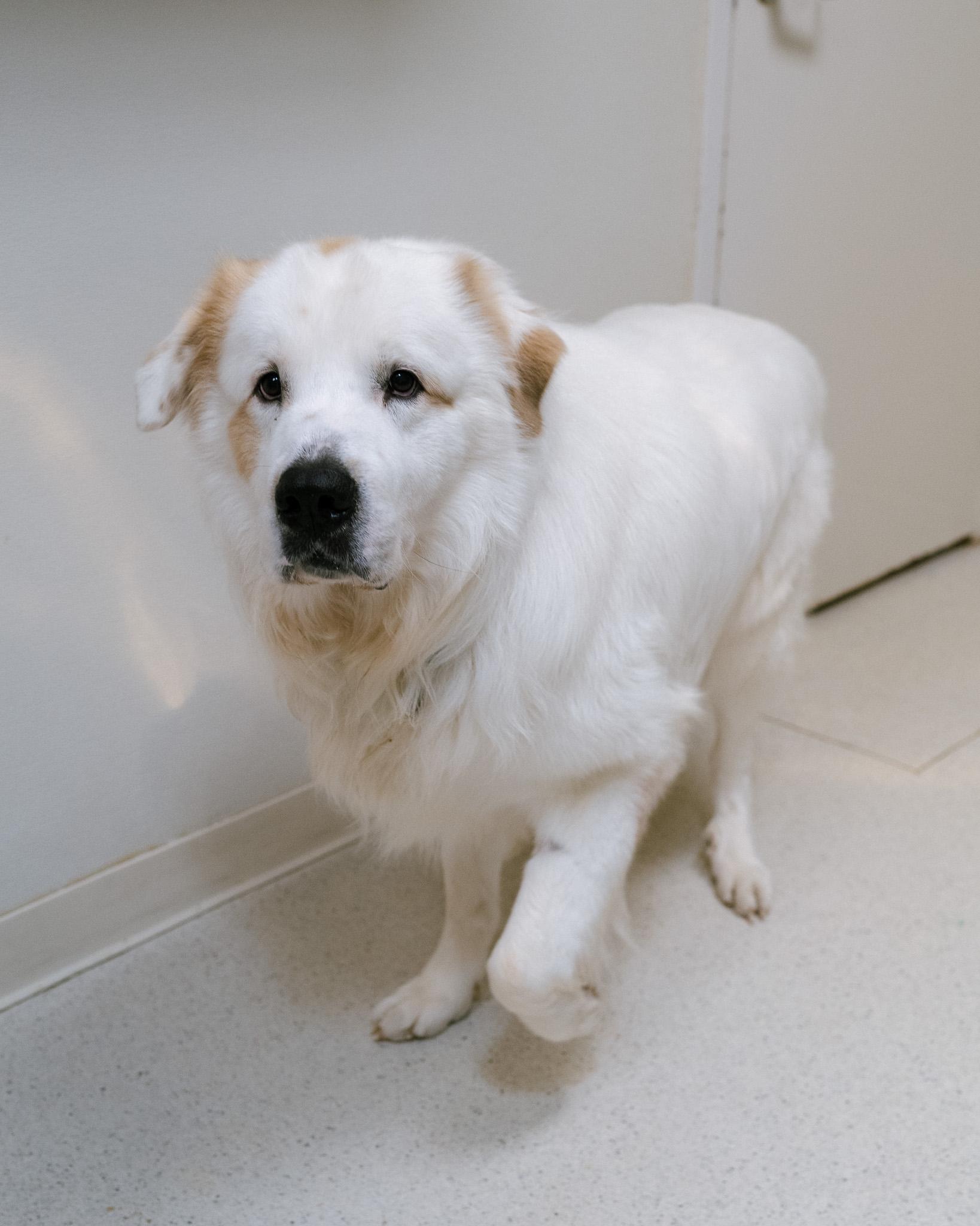 Enlarge Oberon, a Adoptable mixed breed in Cincinnati, OH image 3/4