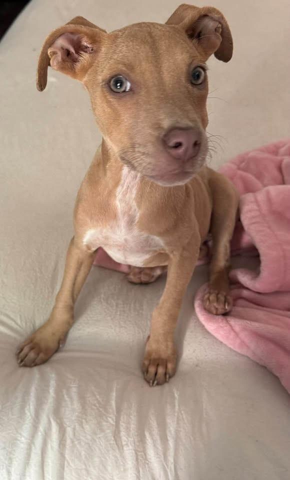 Enlarge Darby, a Adoptable mixed breed in Baker, LA image 4/6