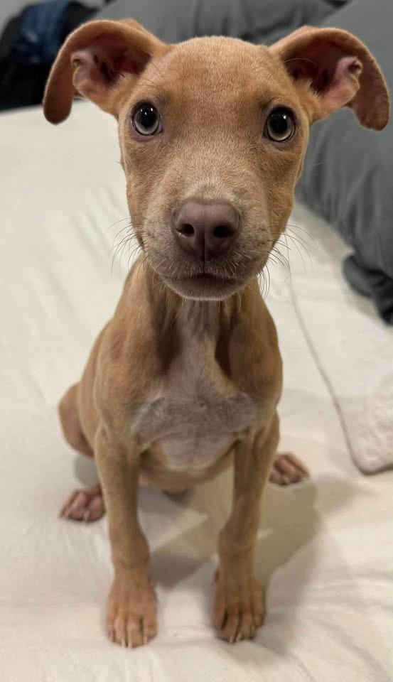 Enlarge Darby, a Adoptable mixed breed in Baker, LA image 2/6