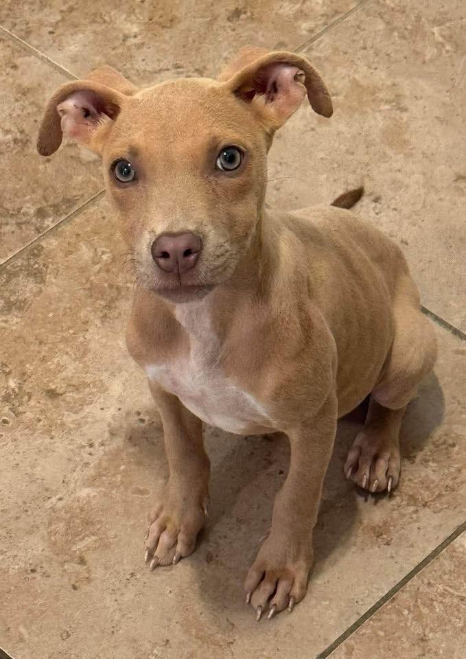 Darby, Adoptable, Puppy Female Terrier.