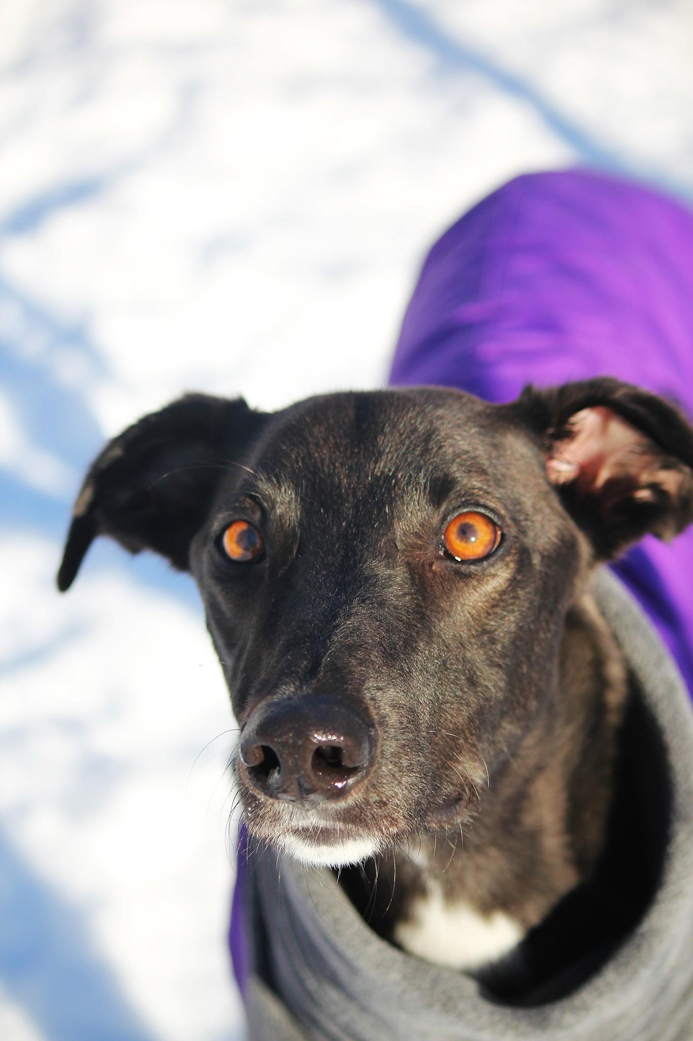 Enlarge Magic, an adopted mixed breed in Hayward, WI image 1/2