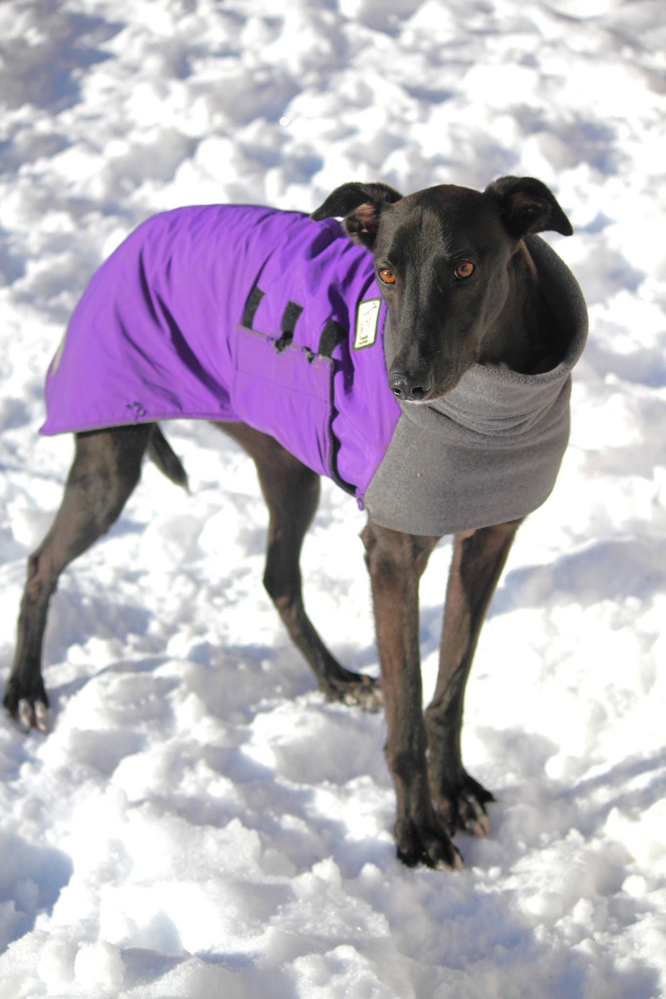 Enlarge Magic, an adopted mixed breed in Hayward, WI image 2/2