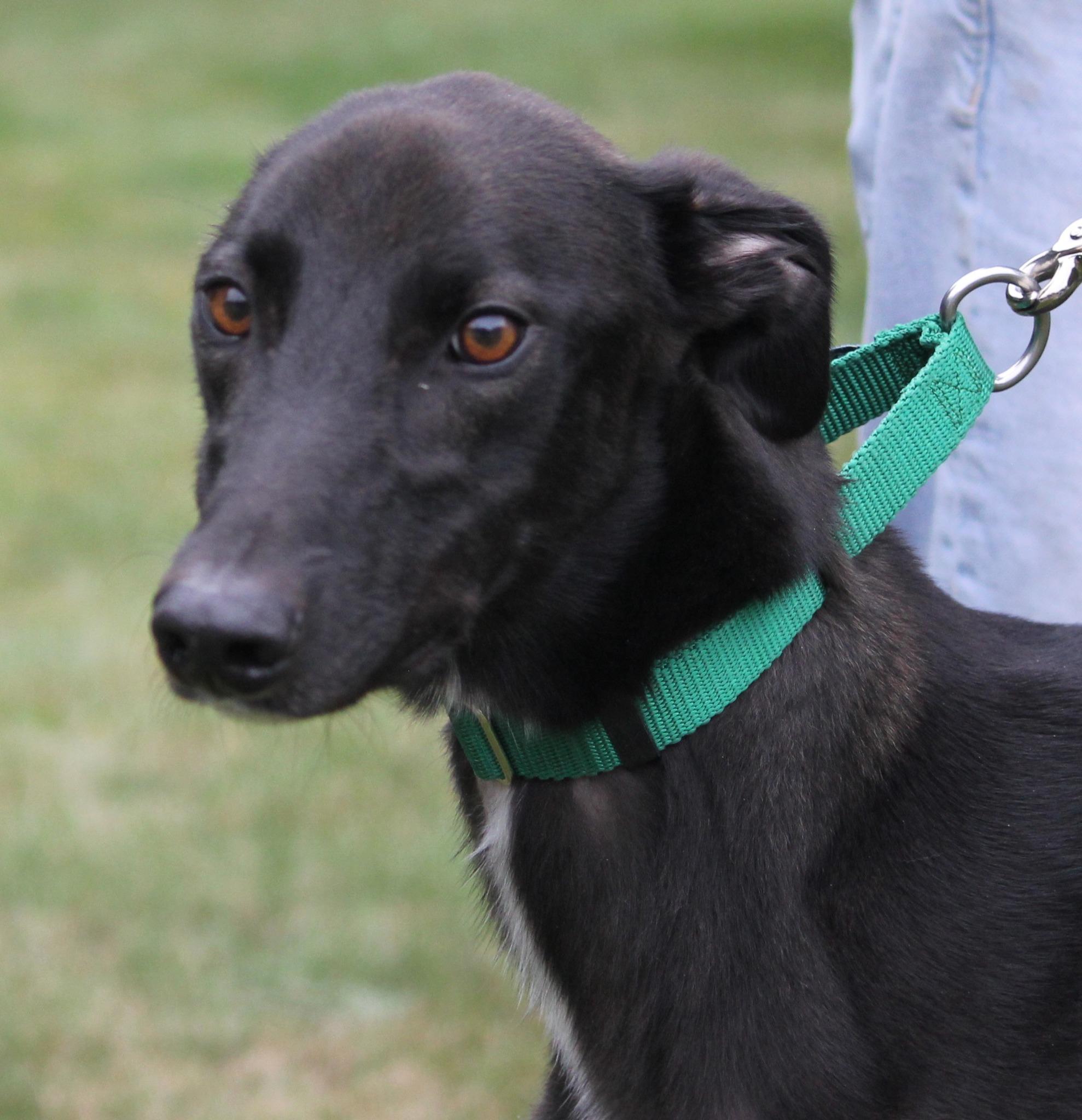 Magic, Adoptable, Adult Male Lurcher & Greyhound.