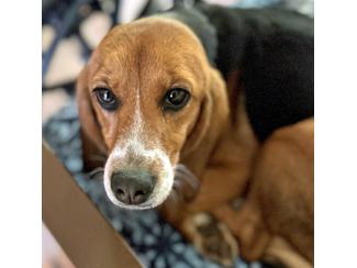Enlarge Honey, a Adoptable Beagle in New Boston, NH image 1/4
