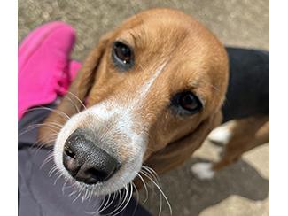 Enlarge Honey, a Adoptable Beagle in New Boston, NH image 2/4