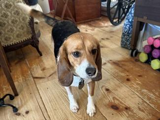 Honey, a Adoptable Beagle in New Boston, NH image 3/4