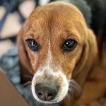 Enlarge Honey, a Adoptable Beagle in New Boston, NH image 3/4