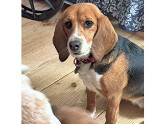 Honey, a Adoptable Beagle in New Boston, NH image 2/4