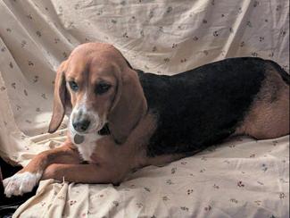Honey, a Adoptable Beagle in New Boston, NH image 4/4