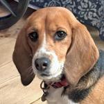 Honey, Adoptable, Adult Female Beagle.