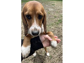 Enlarge Honey, a Adoptable Beagle in New Boston, NH image 4/4