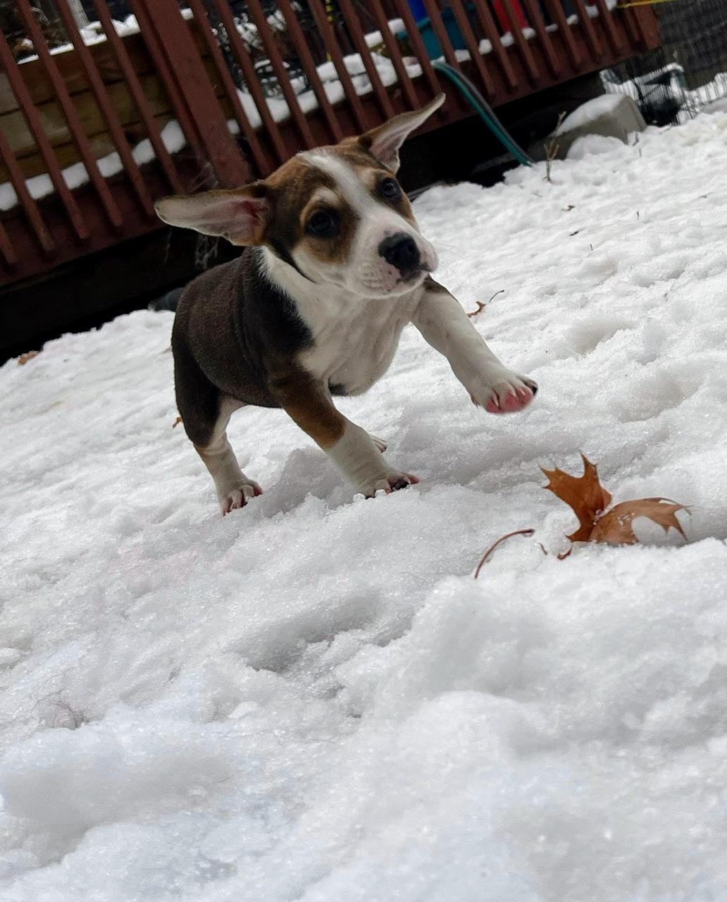 Enlarge Richie, a ADOPTABLE mixed breed in Minneapolis, MN image 5/6