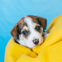 Enlarge Richie, a ADOPTABLE mixed breed in Minneapolis, MN image 6/6