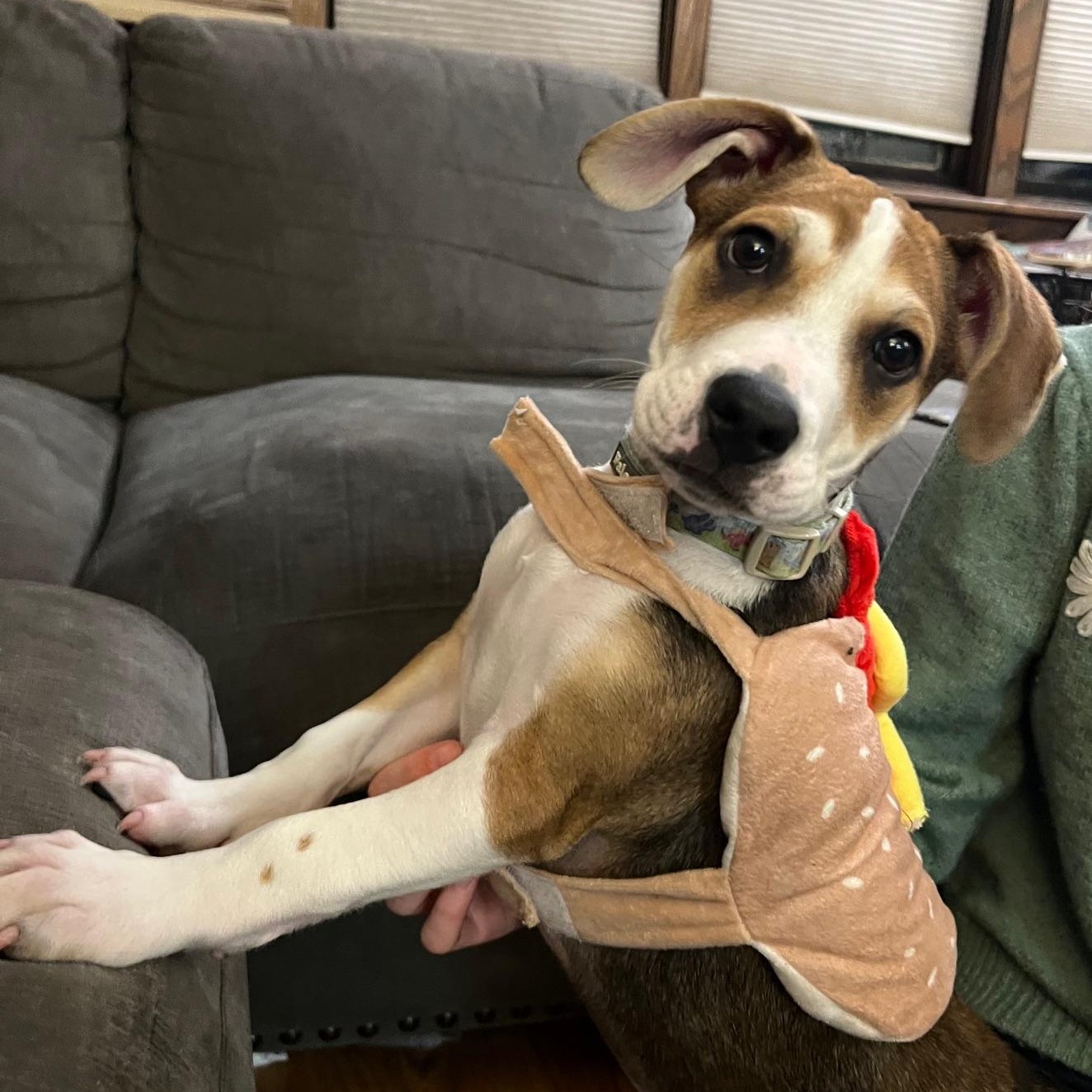 Richie, ADOPTABLE, Puppy Male Hound & Mixed Breed.