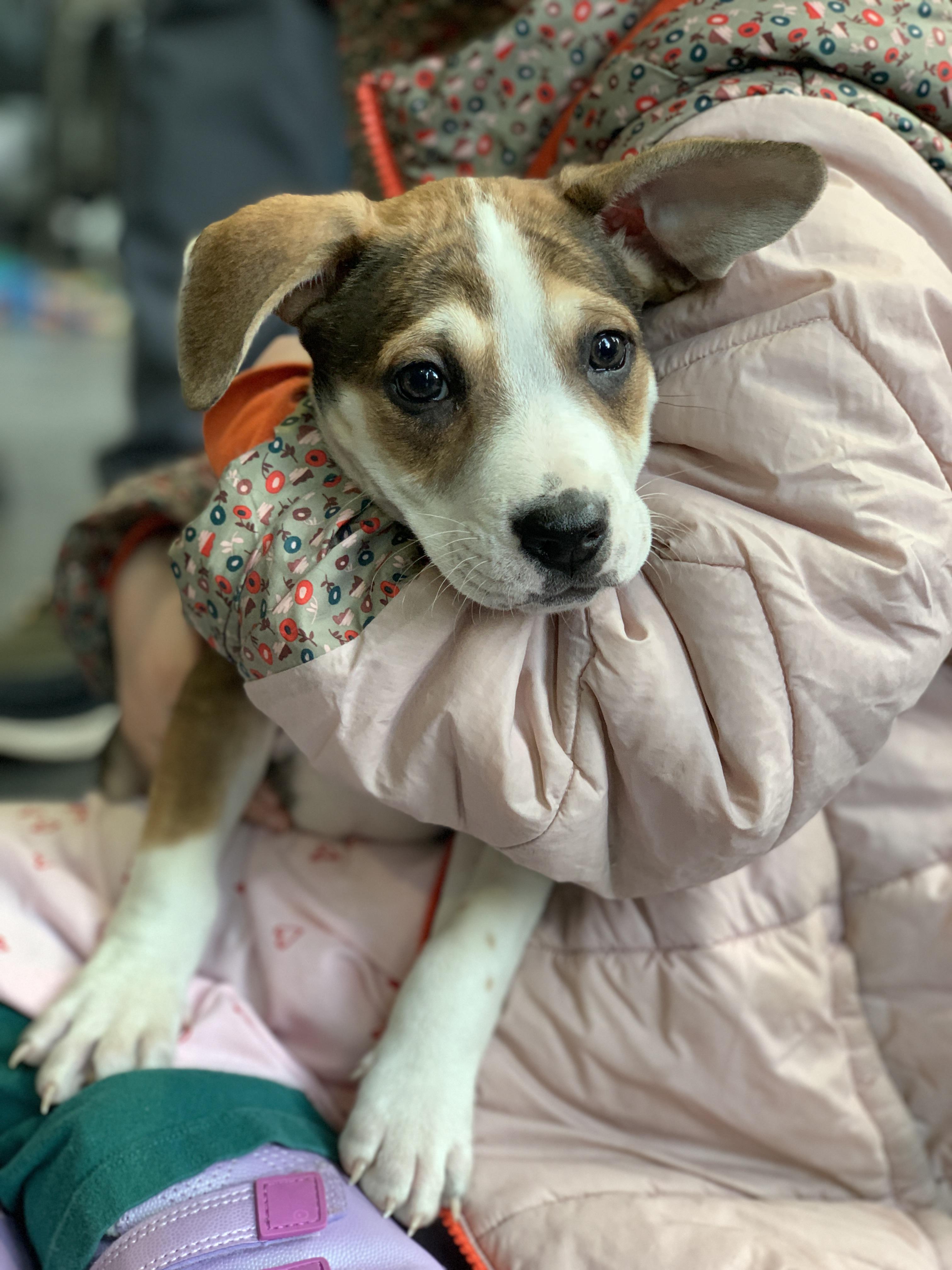 Enlarge Richie, a ADOPTABLE mixed breed in Minneapolis, MN image 2/6