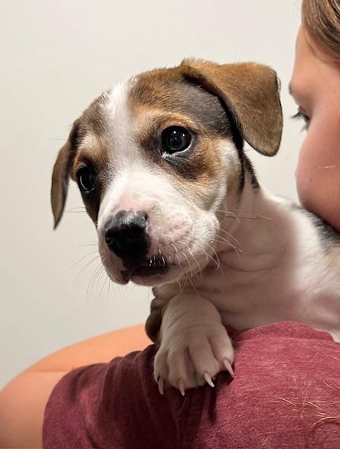 Enlarge Richie, a ADOPTABLE mixed breed in Minneapolis, MN image 3/6