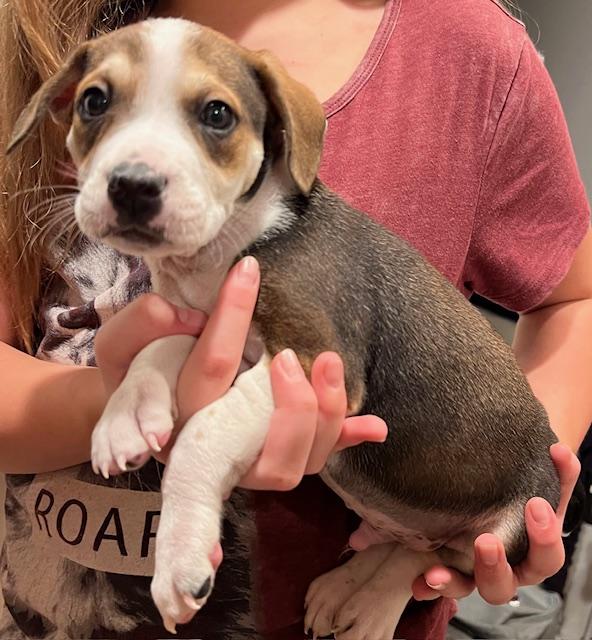 Enlarge Richie, a ADOPTABLE mixed breed in Minneapolis, MN image 4/6