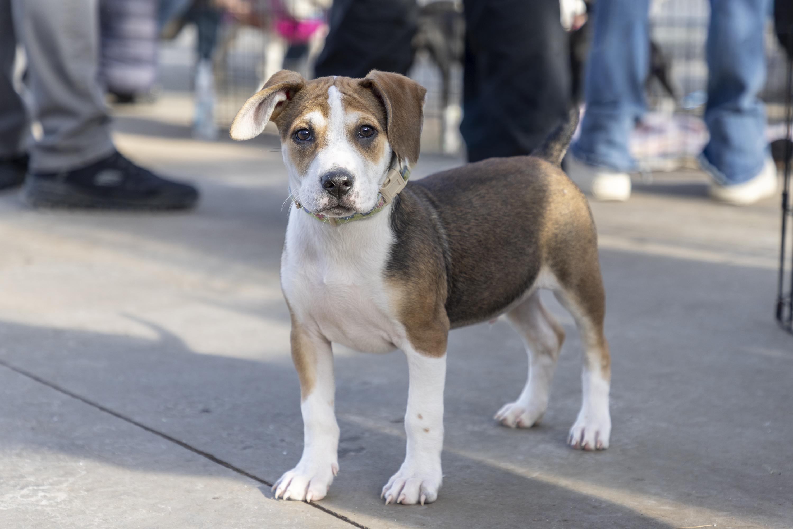 Enlarge Richie, a ADOPTABLE mixed breed in Minneapolis, MN image 2/6
