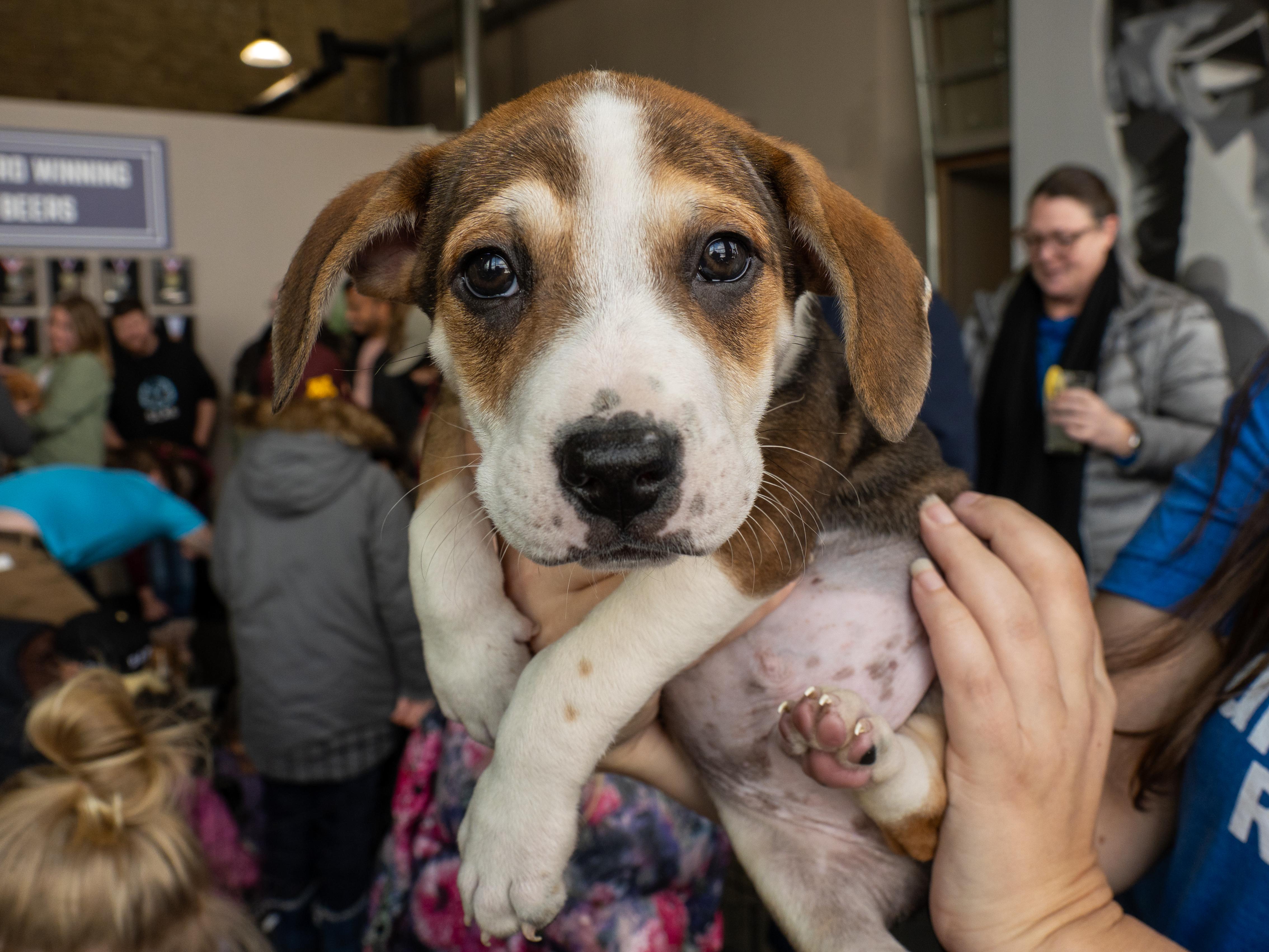 Enlarge Richie, a ADOPTABLE mixed breed in Minneapolis, MN image 1/6