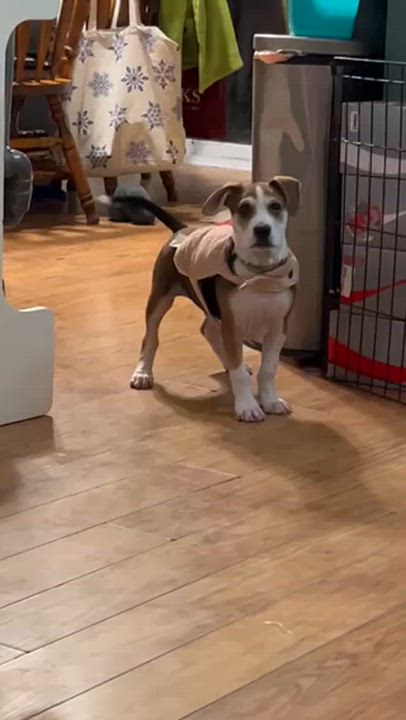 Enlarge Richie, a ADOPTABLE mixed breed in Minneapolis, MN video 5/6