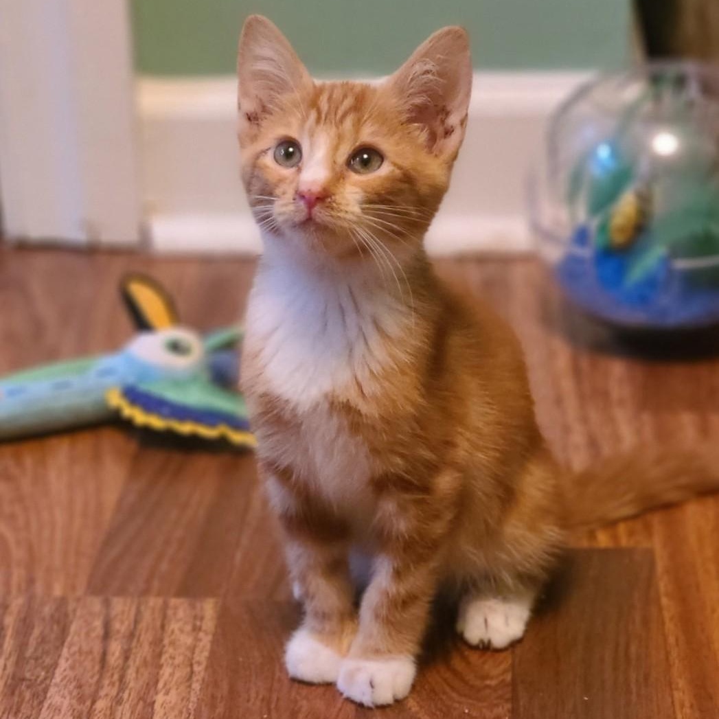 Enlarge Sparky, a Adoptable Domestic Short Hair in Mt Pleasant, SC image 1/6