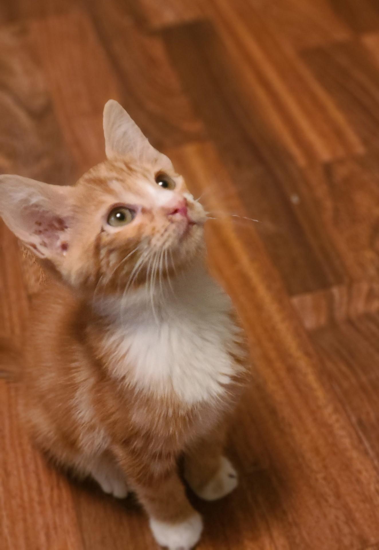 Enlarge Sparky, a Adoptable Domestic Short Hair in Mt Pleasant, SC image 6/6