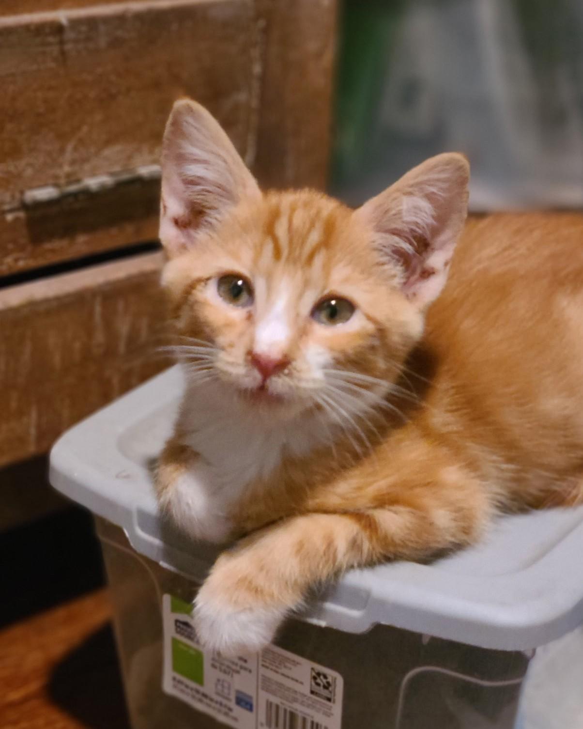 Enlarge Sparky, a Adoptable Domestic Short Hair in Mt Pleasant, SC image 5/6