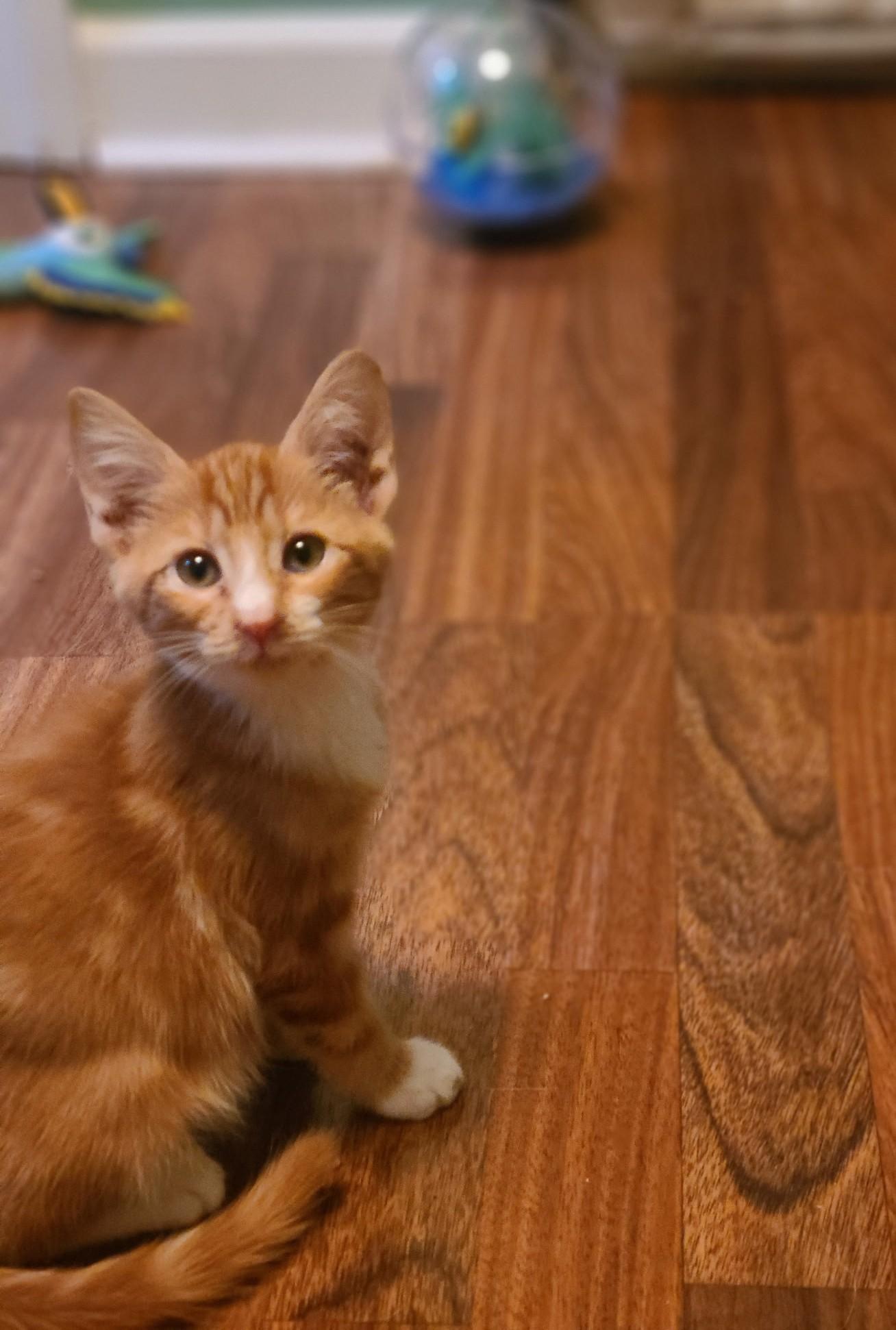 Enlarge Sparky, a Adoptable Domestic Short Hair in Mt Pleasant, SC image 4/6