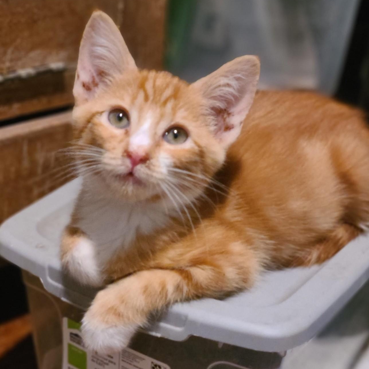 Enlarge Sparky, a Adoptable Domestic Short Hair in Mt Pleasant, SC image 2/6