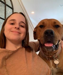 Halsa, Adoptable, Adult Female Boxer.