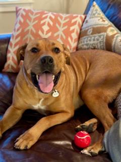 Halsa, adopted, Adult Female Boxer.
