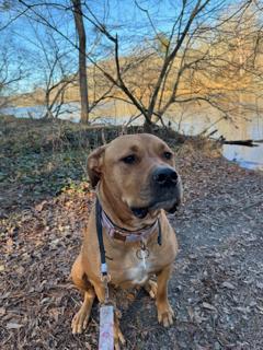 Halsa, a Adoptable mixed breed in Stone Mountain, GA image 2/5