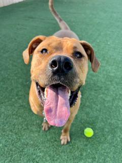 Halsa, a Adoptable mixed breed in Stone Mountain, GA image 4/5