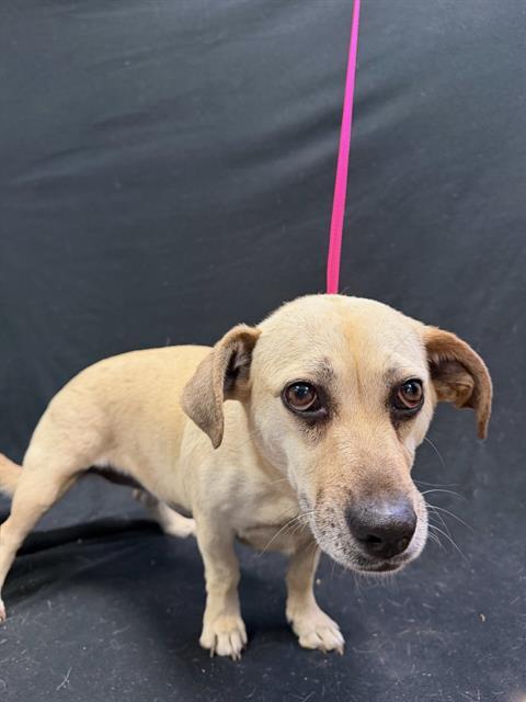 JUNE, Adoptable, Adult Female Dachshund & Mixed Breed.