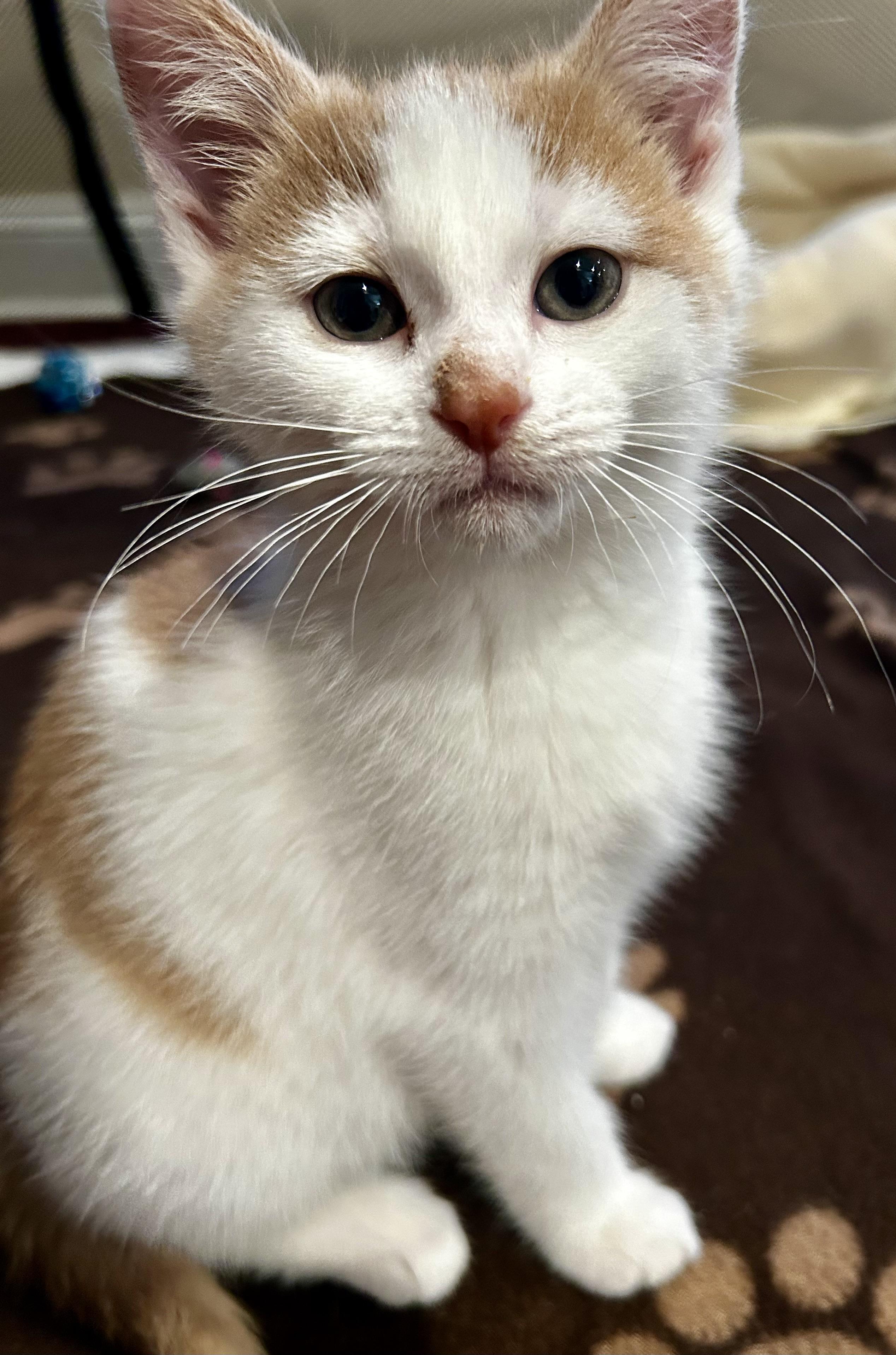 Brody, ADOPTABLE, Young Male Domestic Short Hair.